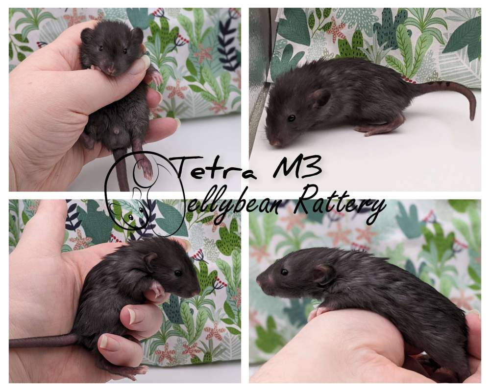 Fancy rat Breeder Rattus norvegicus 