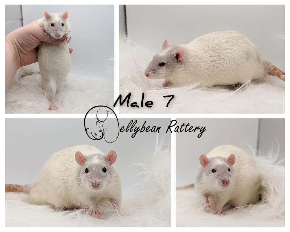 Fancy rat Pet only Rattus norvegicus 