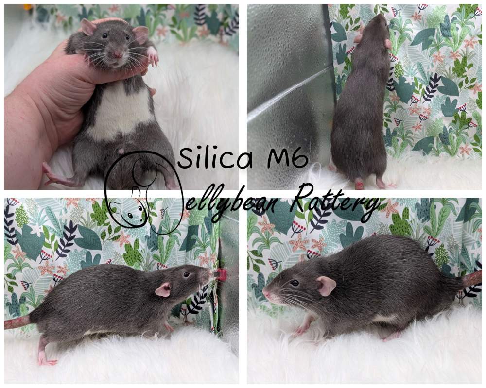 Fancy rat Pet only Rattus norvegicus 