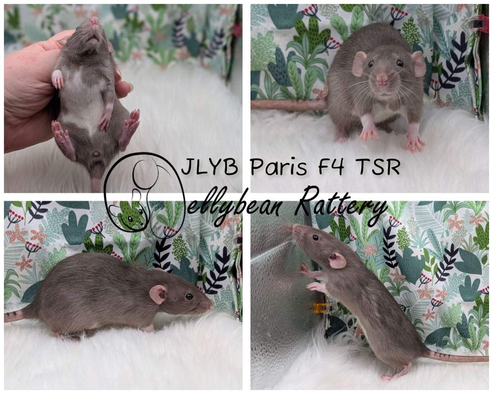 Fancy rat Pet only Rattus norvegicus 