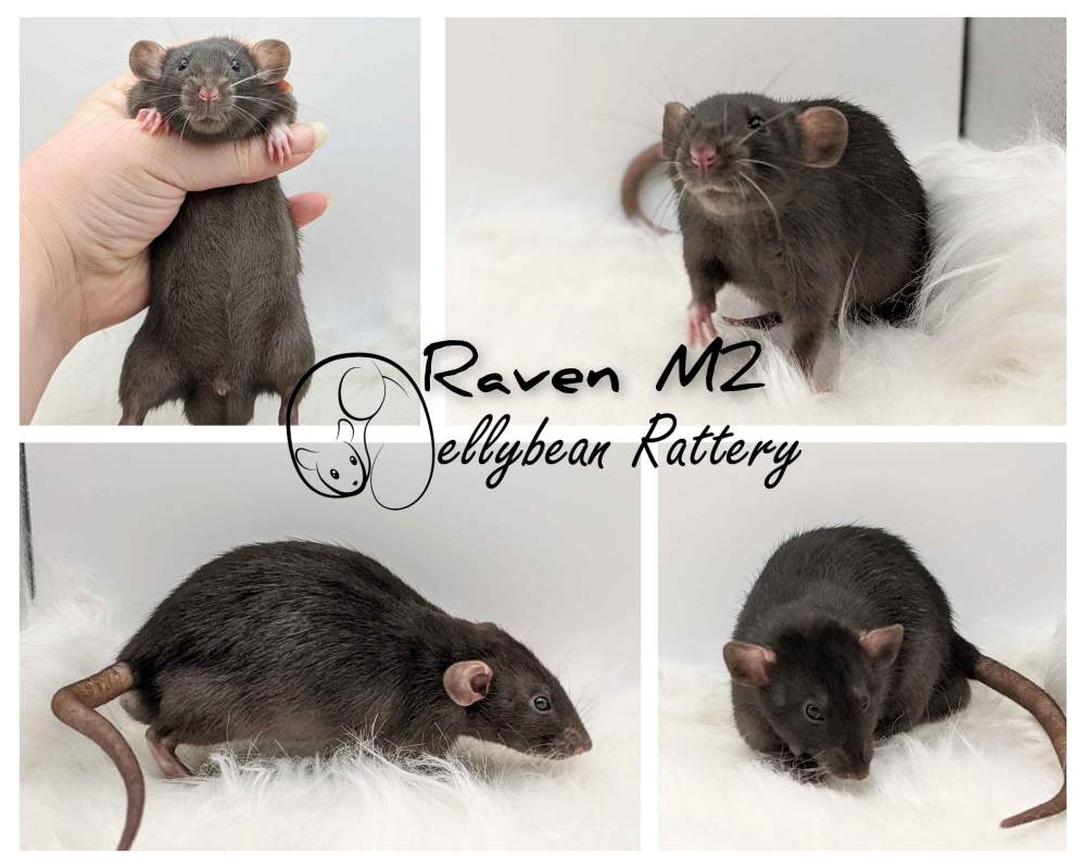 Fancy rat Breeder Rattus norvegicus 