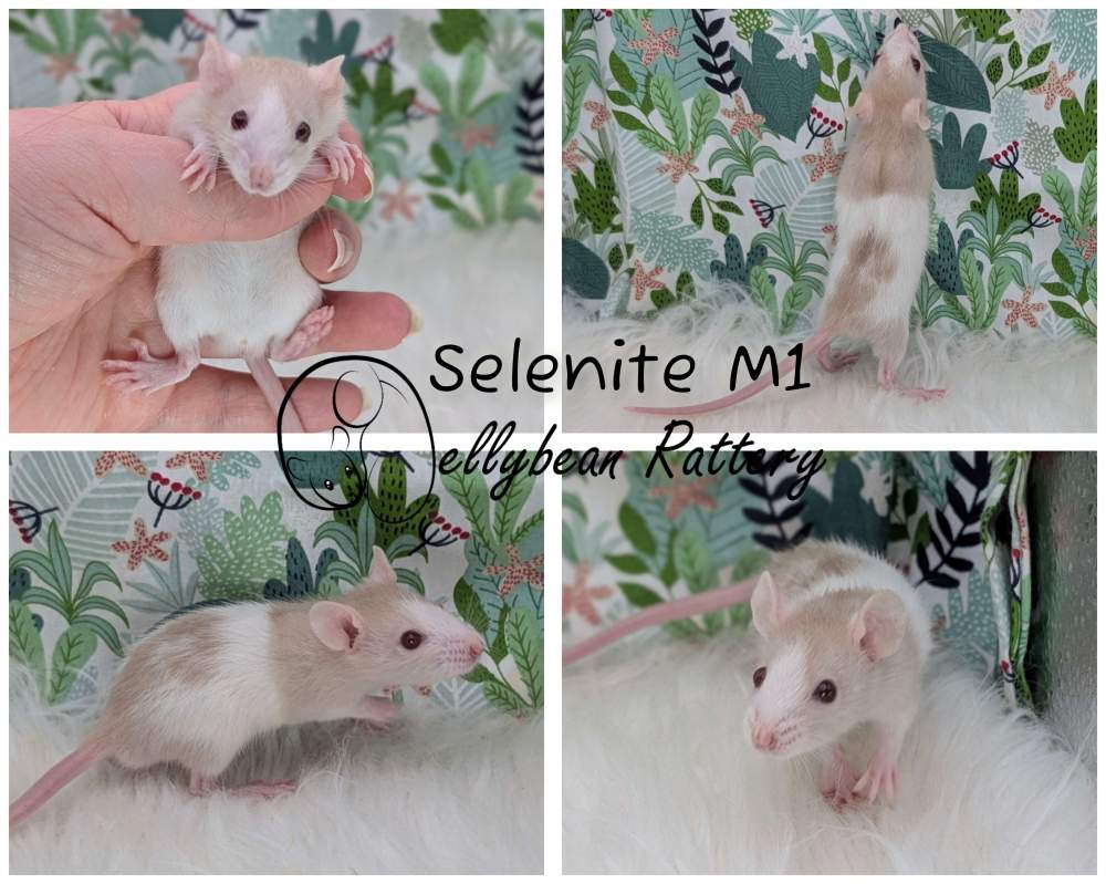 Fancy rat Breeder Rattus norvegicus 