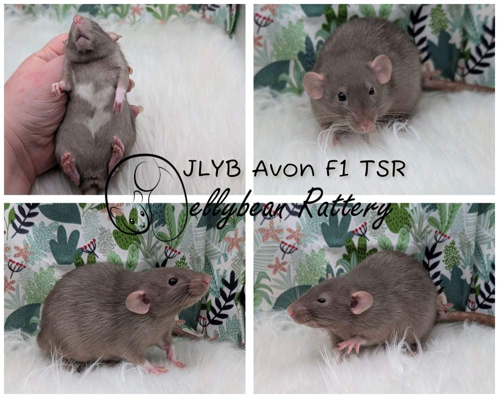 Fancy rat Pet only Rattus norvegicus 