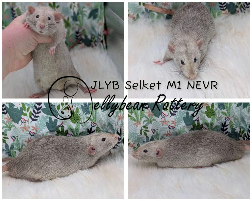 Fancy rat Pet only Rattus norvegicus 