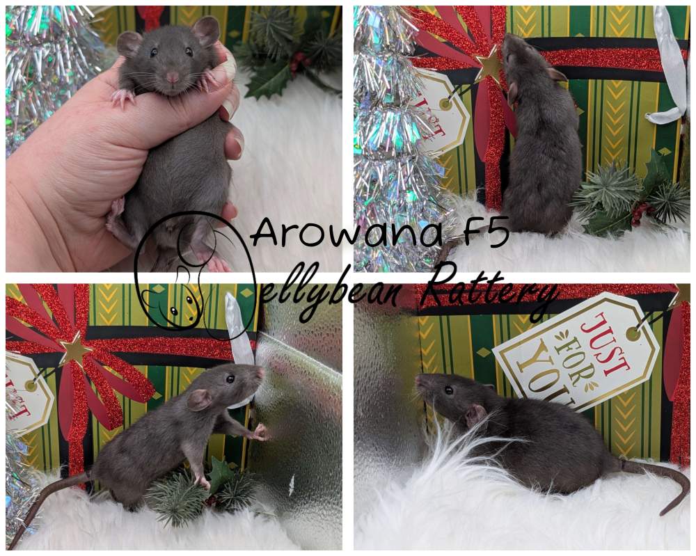 Fancy rat Pet only Rattus norvegicus 