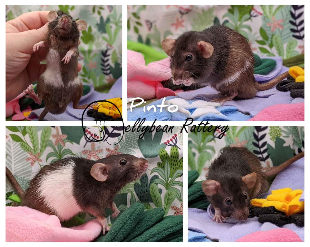 Fancy rat Breeder Rattus norvegicus 