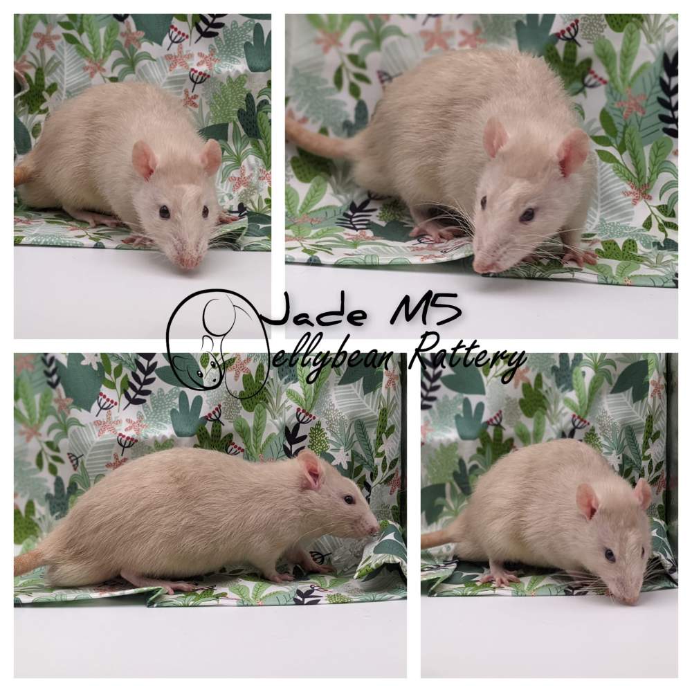 Fancy rat Pet only Rattus norvegicus 