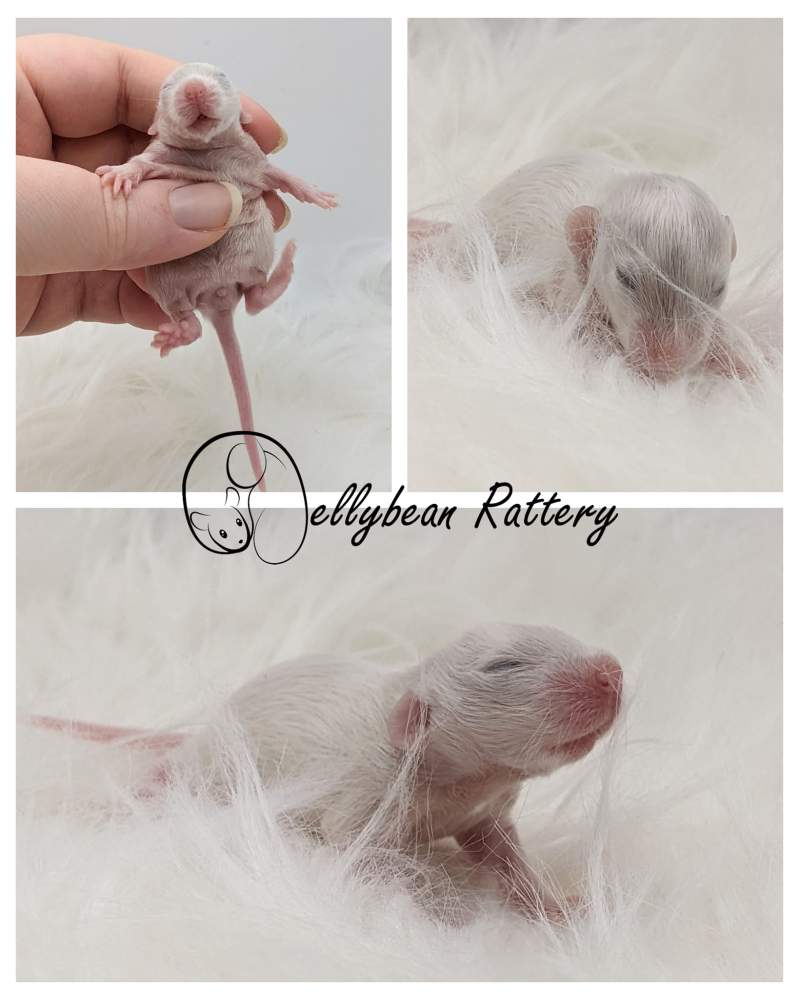 Fancy rat Pet only Rattus norvegicus 