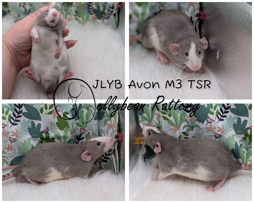 Fancy rat Pet only Rattus norvegicus 