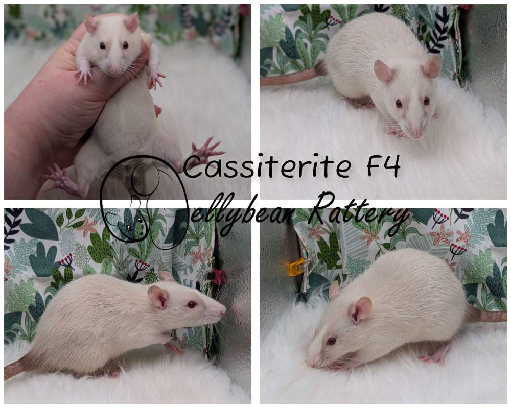 Fancy rat Pet only Rattus norvegicus 