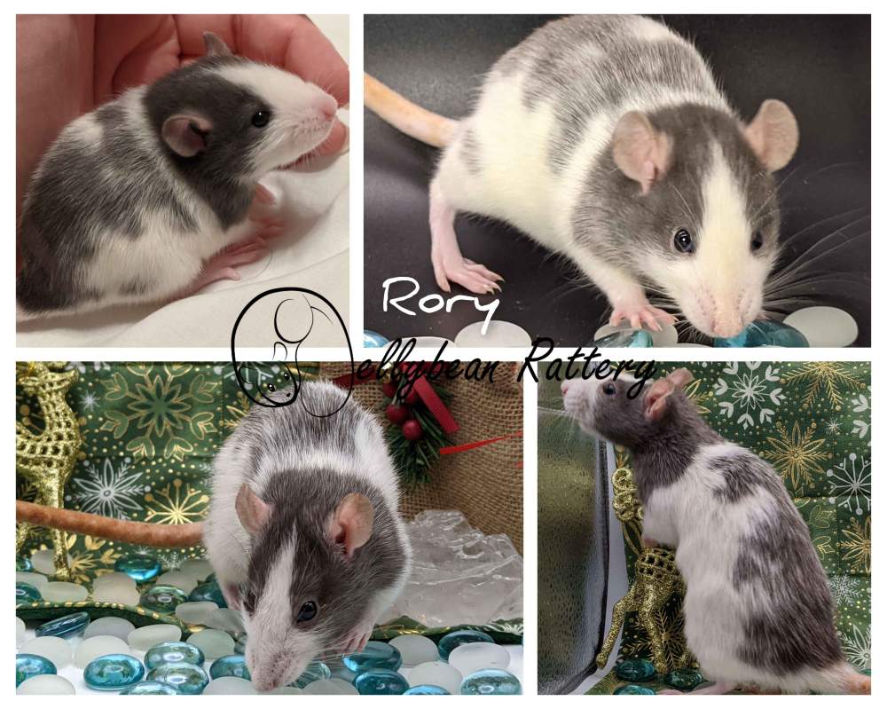 Fancy rat Pet only Rattus norvegicus United States, Westlake