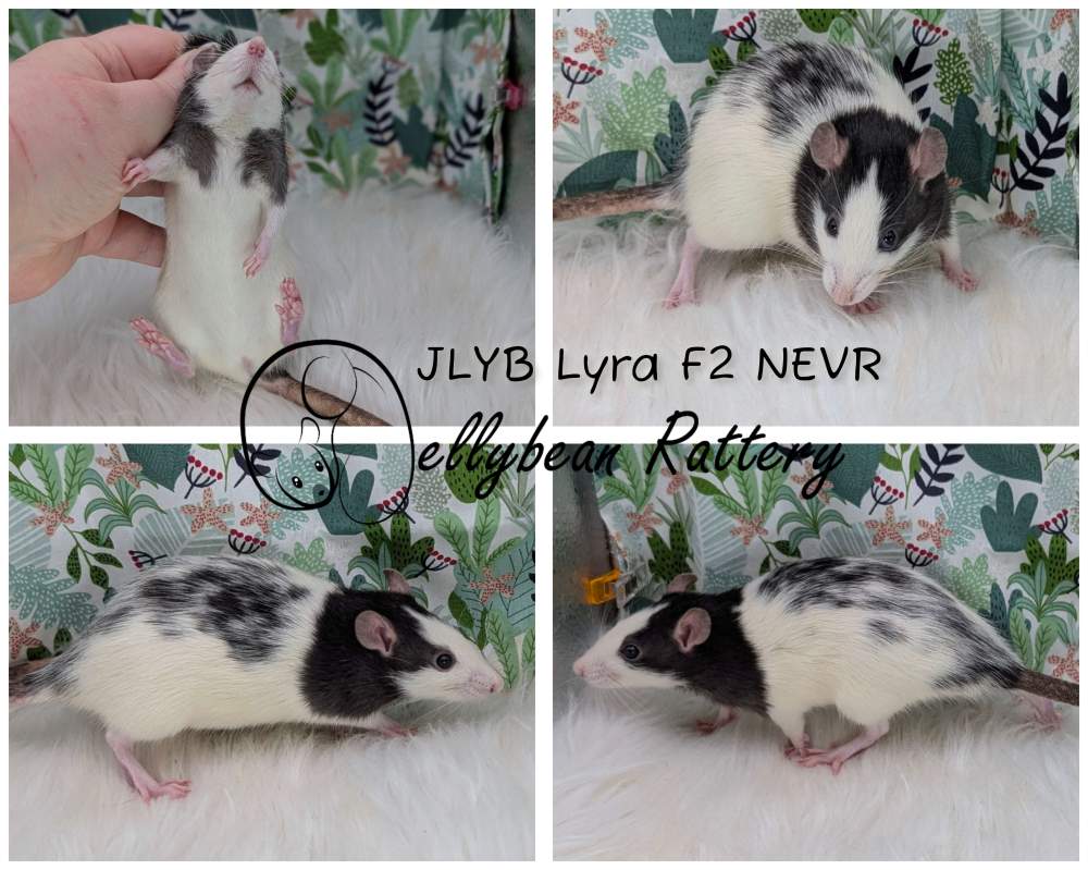 Fancy rat Pet only Rattus norvegicus 