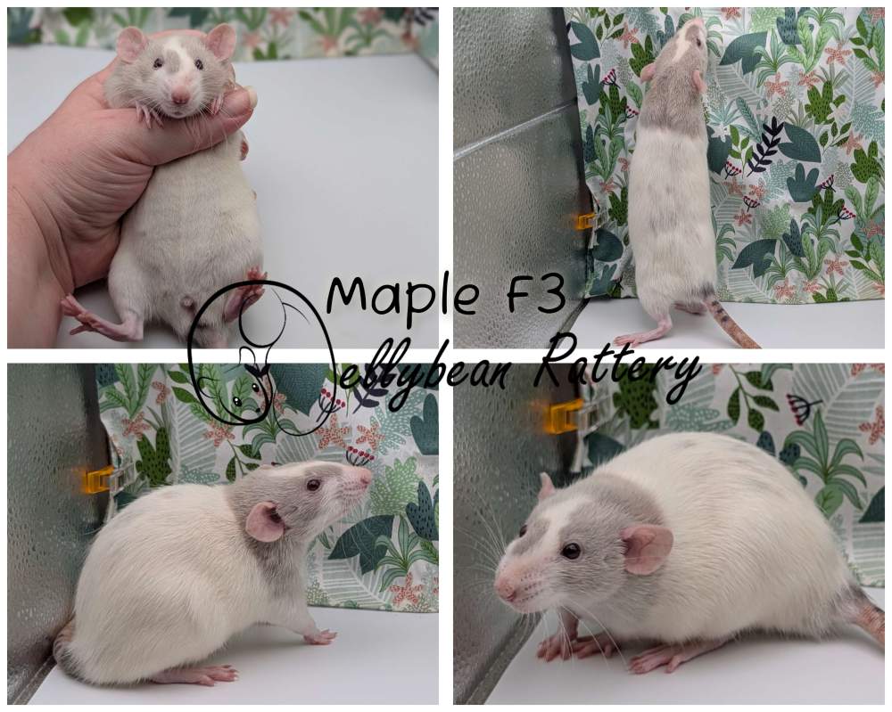 Fancy rat Breeder Rattus norvegicus 