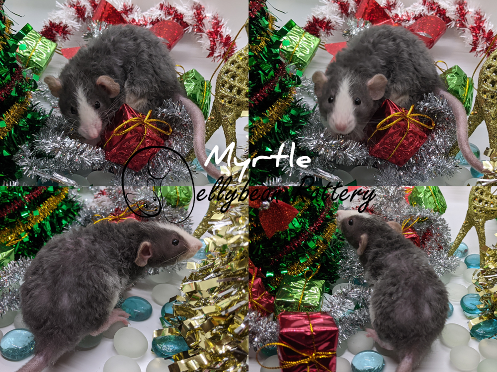 Fancy rat Rehomed Rattus norvegicus United States, Westlake
