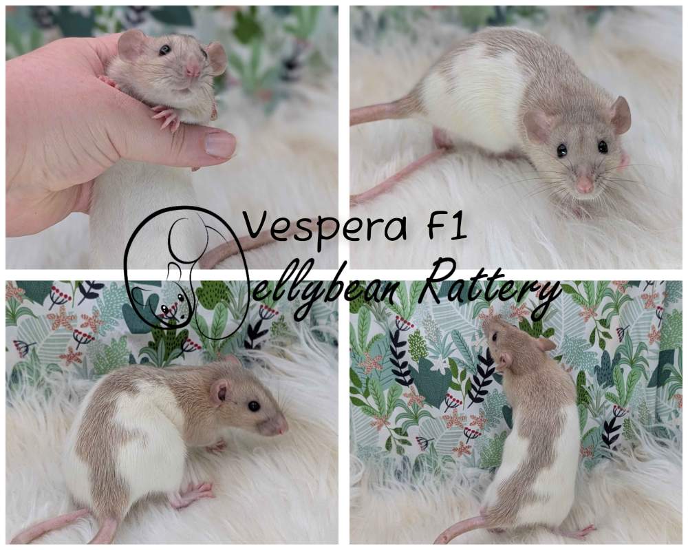 Fancy rat Pet only Rattus norvegicus 
