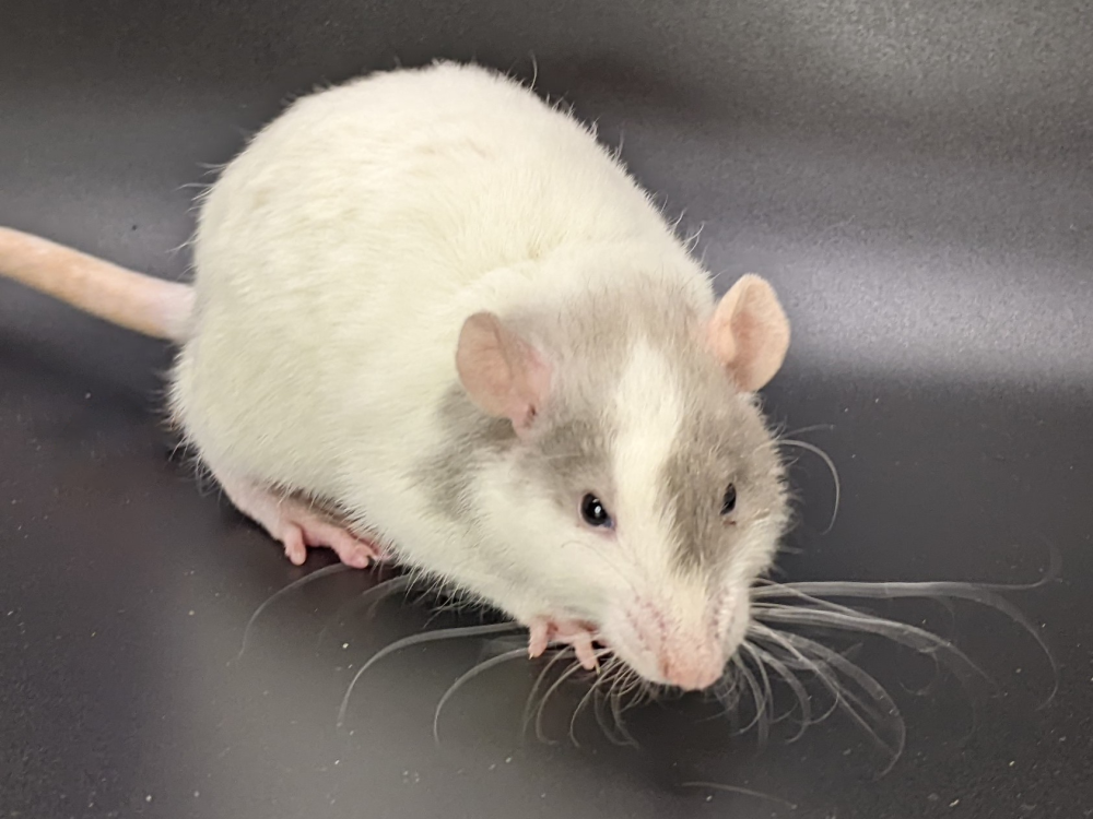 Fancy rat Pet only Rattus norvegicus United States, Westlake