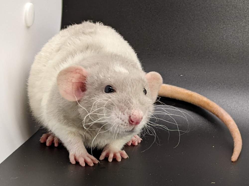 Fancy rat Pet only Rattus norvegicus United States, Westlake