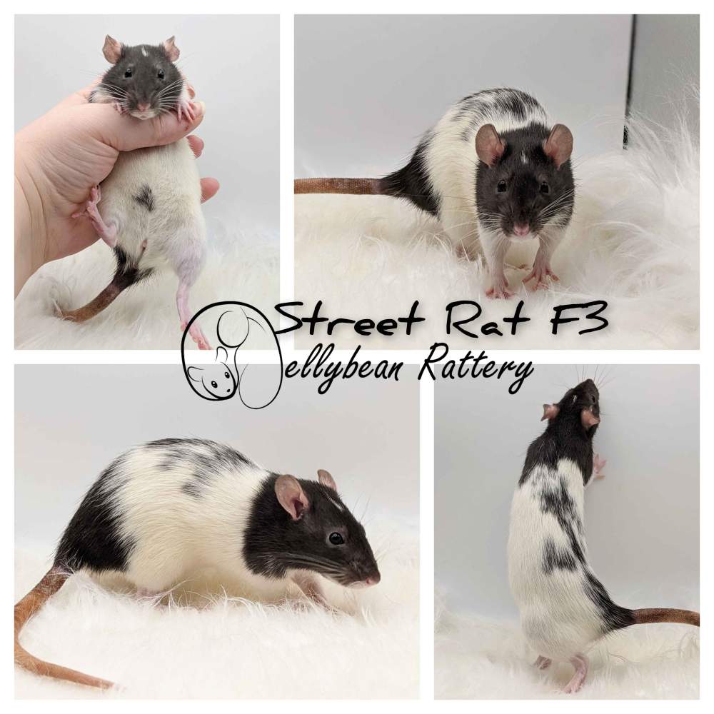 Fancy rat Pet only Rattus norvegicus 