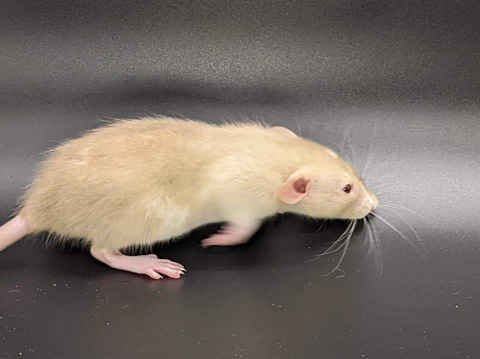 Fancy rat Pet only Rattus norvegicus 