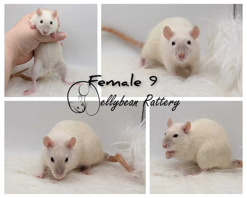 Fancy rat Pet only Rattus norvegicus 