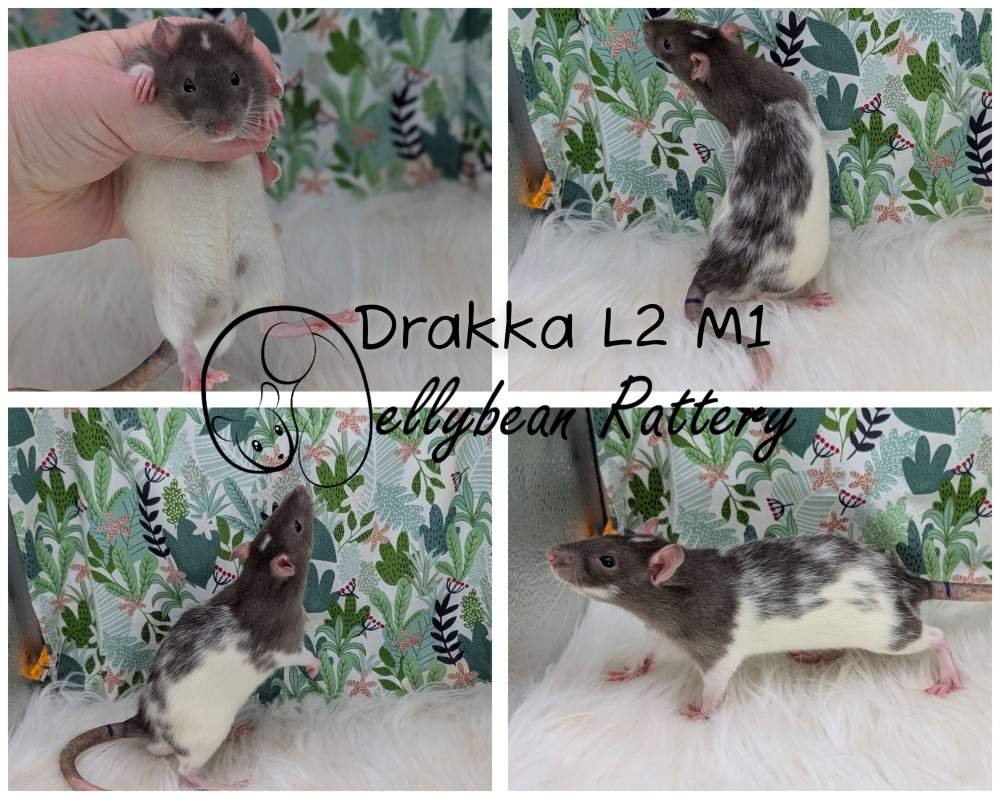 Fancy rat Pet only Rattus norvegicus 
