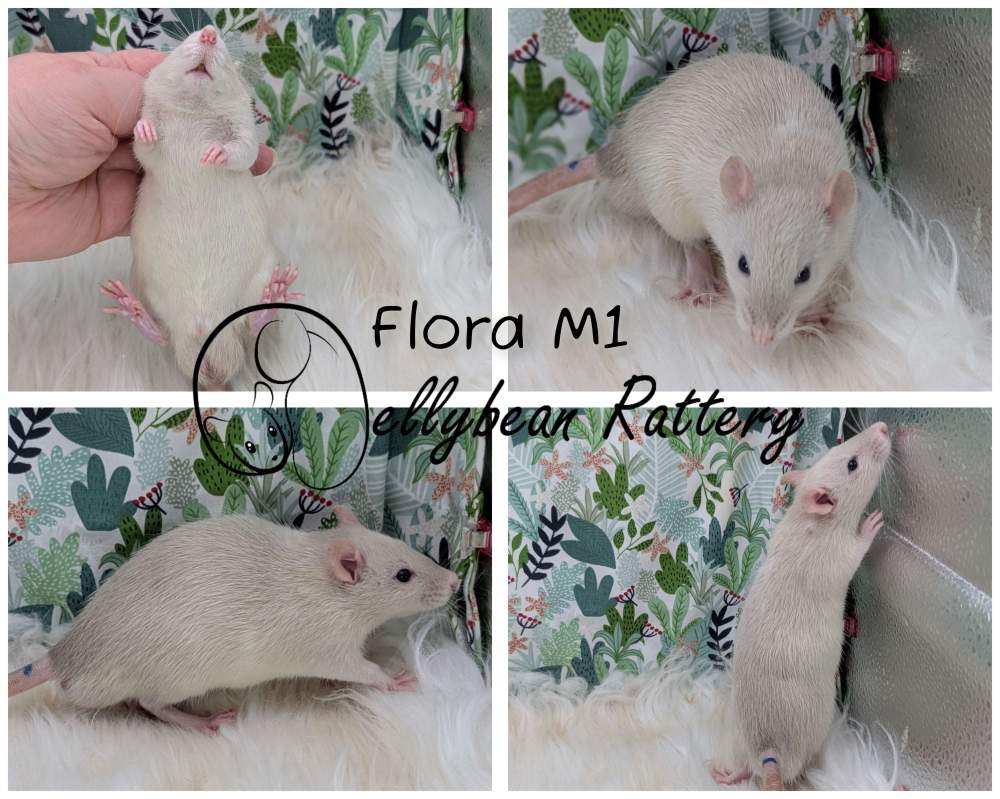Fancy rat Pet only Rattus norvegicus 