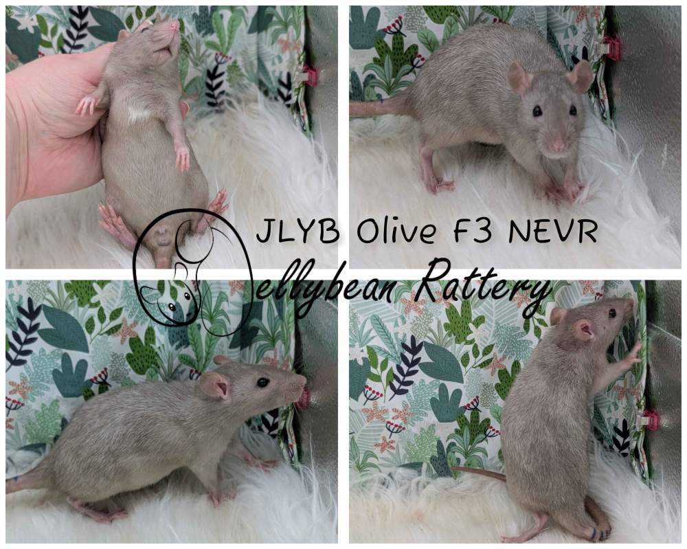 Fancy rat Breeder Rattus norvegicus 