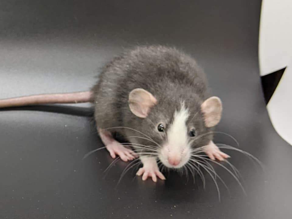 Fancy rat Pet only Rattus norvegicus 