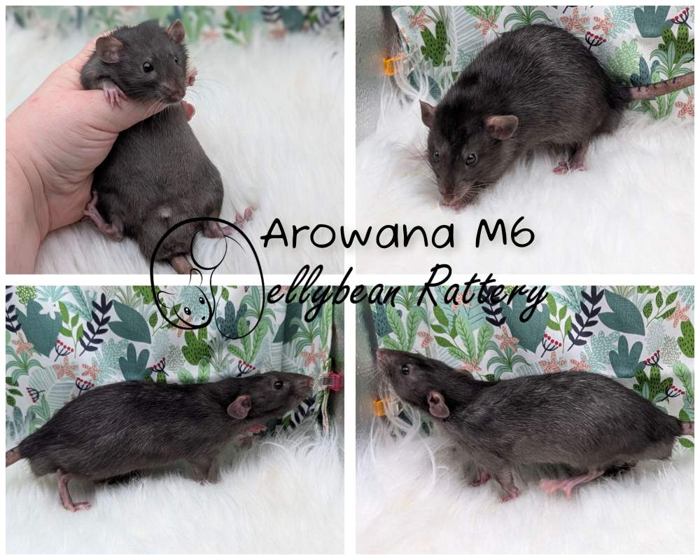 Fancy rat Pet only Rattus norvegicus 