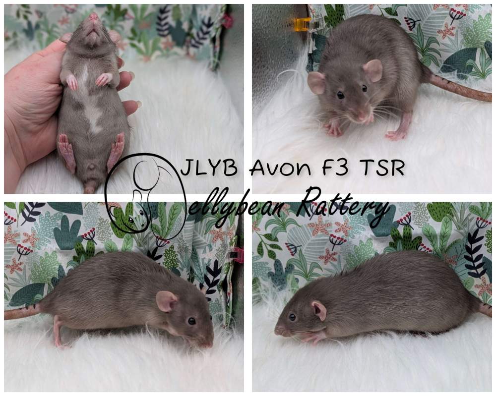 Fancy rat Pet only Rattus norvegicus 