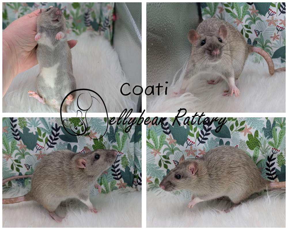 Fancy rat Breeder Rattus norvegicus 