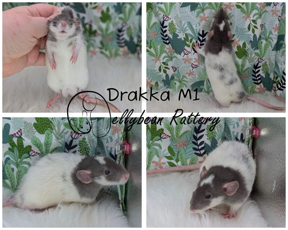 Fancy rat Breeder Rattus norvegicus 