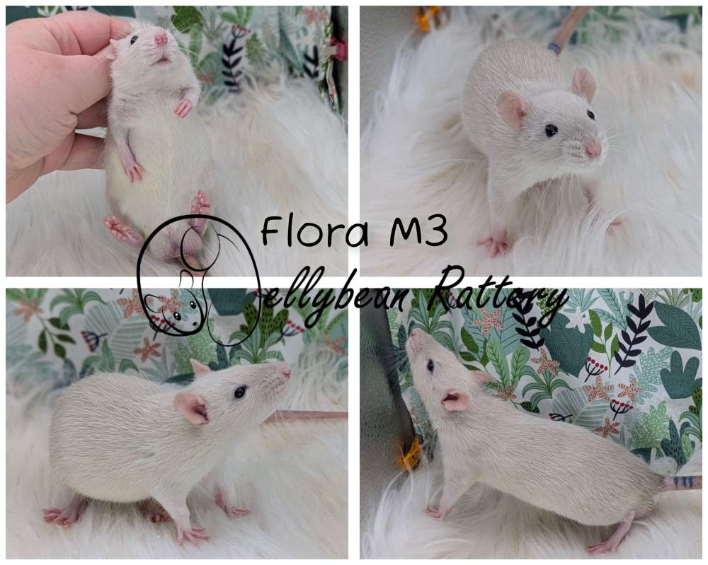 Fancy rat Pet only Rattus norvegicus 