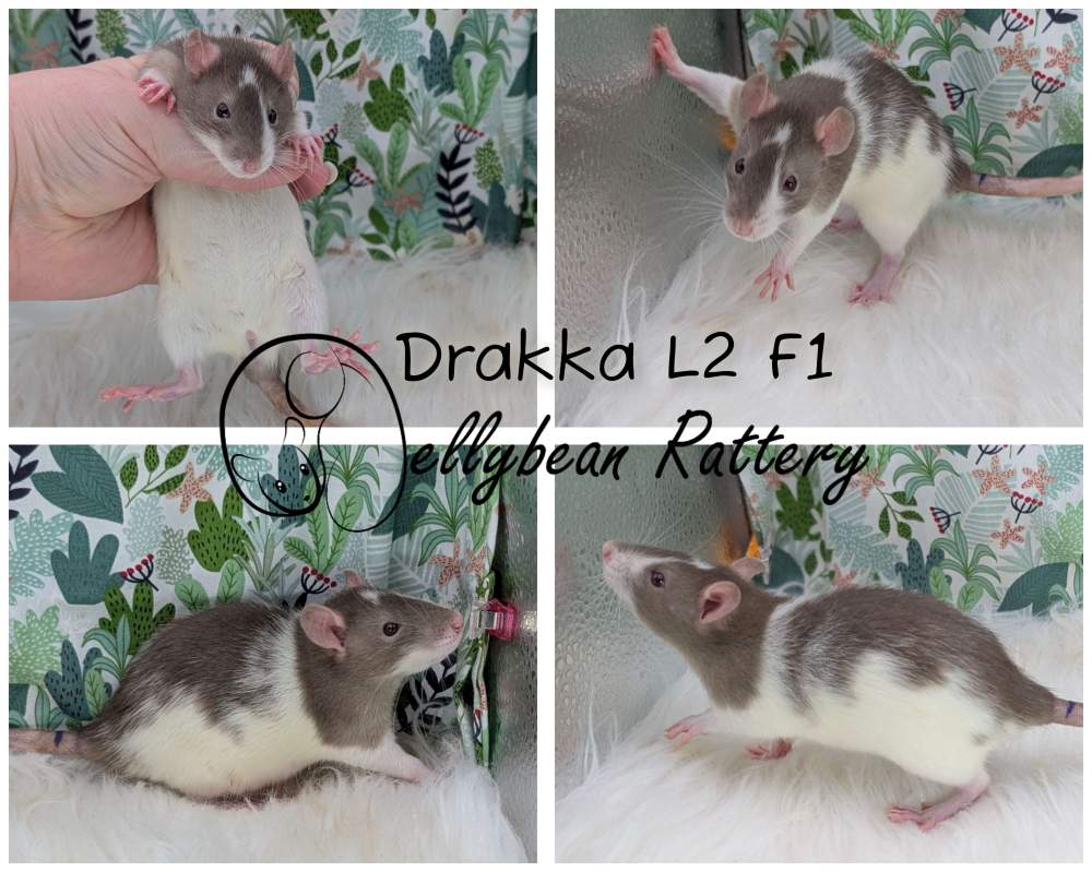 Fancy rat Breeder Rattus norvegicus 