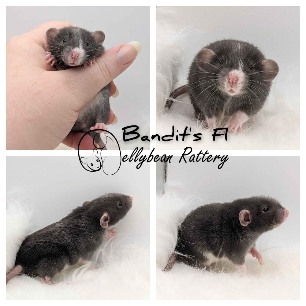 Fancy rat Pet only Rattus norvegicus 