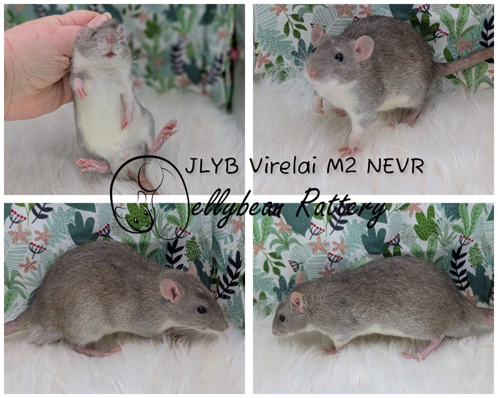 Fancy rat Rehomed Rattus norvegicus 