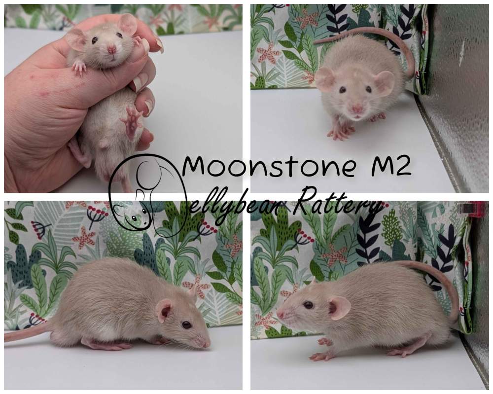 Fancy rat Pet only Rattus norvegicus 