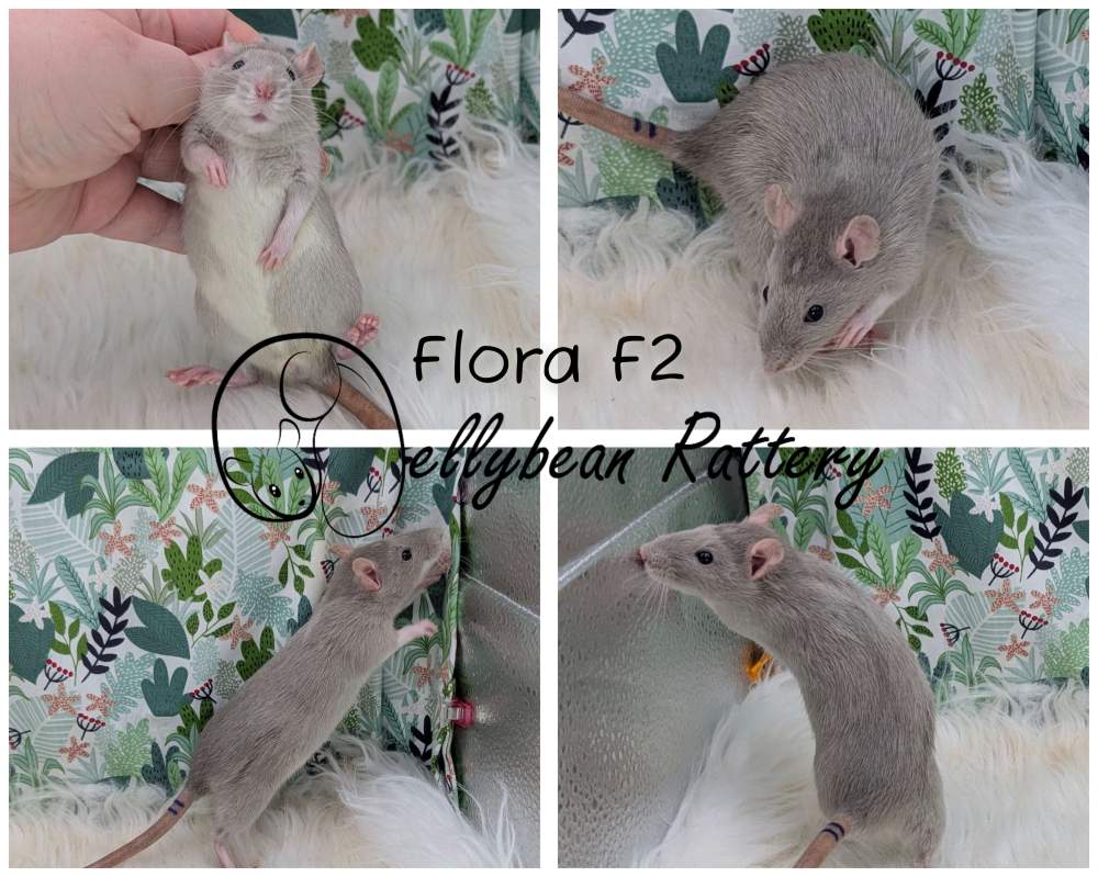 Fancy rat Pet only Rattus norvegicus 