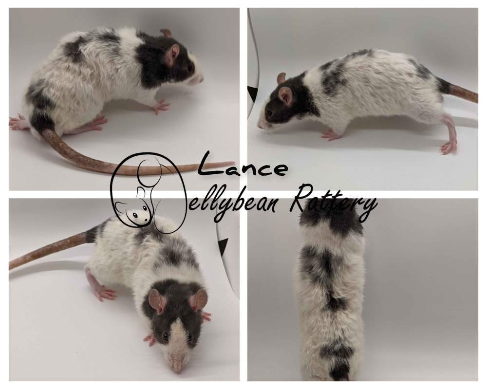 Fancy rat Rehomed Rattus norvegicus United States, Westlake