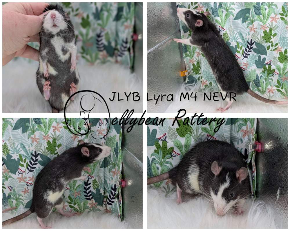 Fancy rat Breeder Rattus norvegicus 