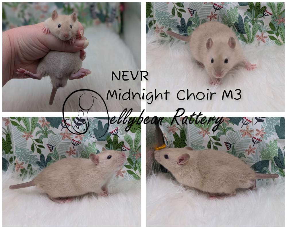 Fancy rat Pet only Rattus norvegicus 