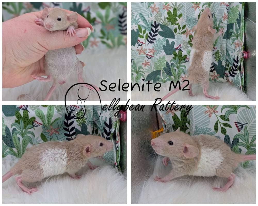 Fancy rat Breeder Rattus norvegicus 