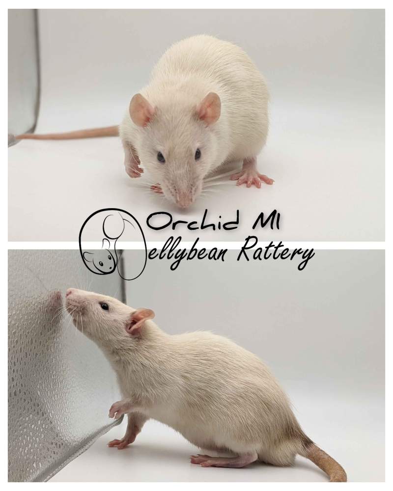 Fancy rat Pet only Rattus norvegicus 