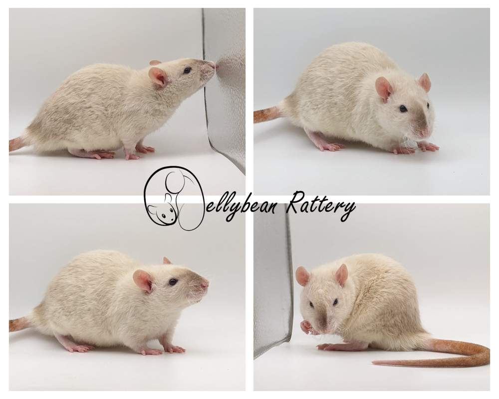 Fancy rat Pet only Rattus norvegicus 