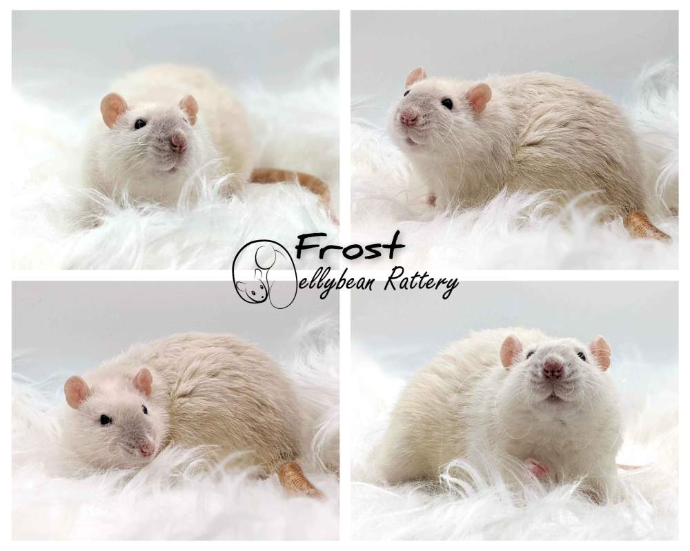 Fancy rat Retired Rattus norvegicus 