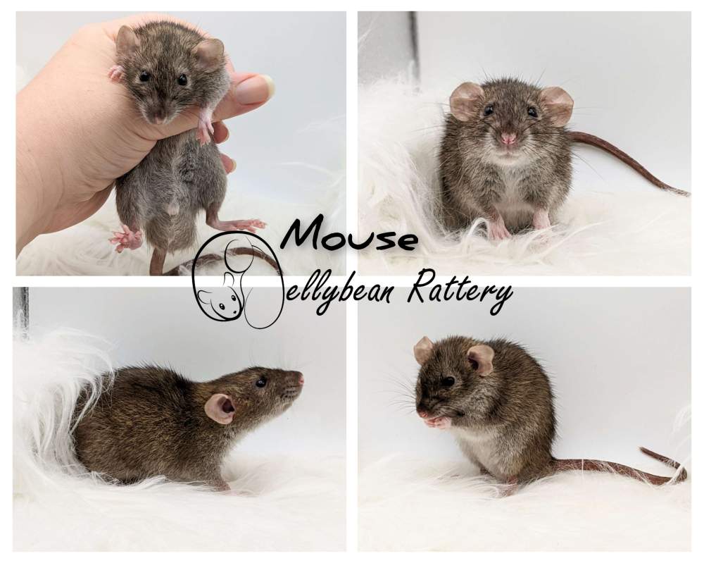 Fancy rat Breeder Rattus norvegicus 