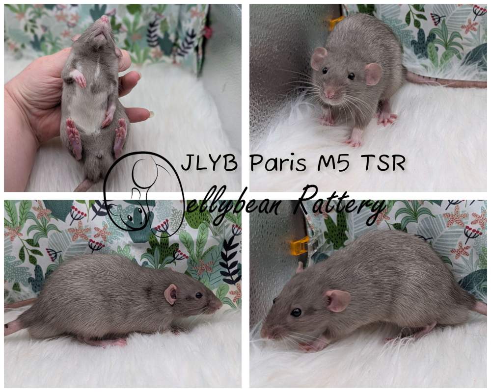 Fancy rat Pet only Rattus norvegicus 