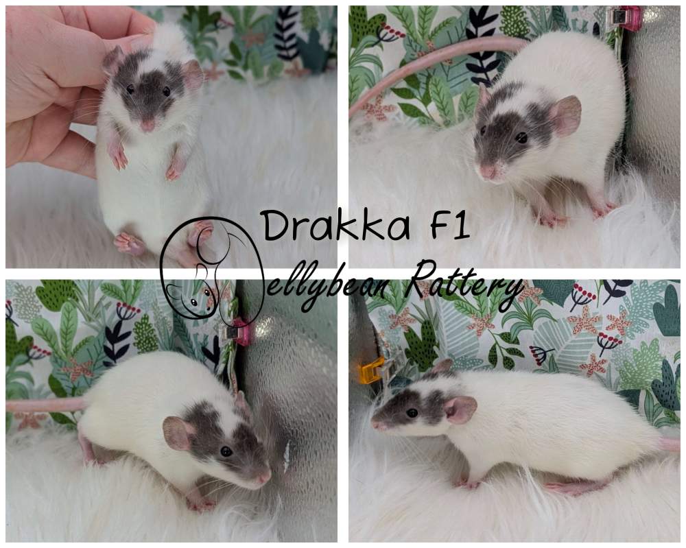 Fancy rat Breeder Rattus norvegicus 