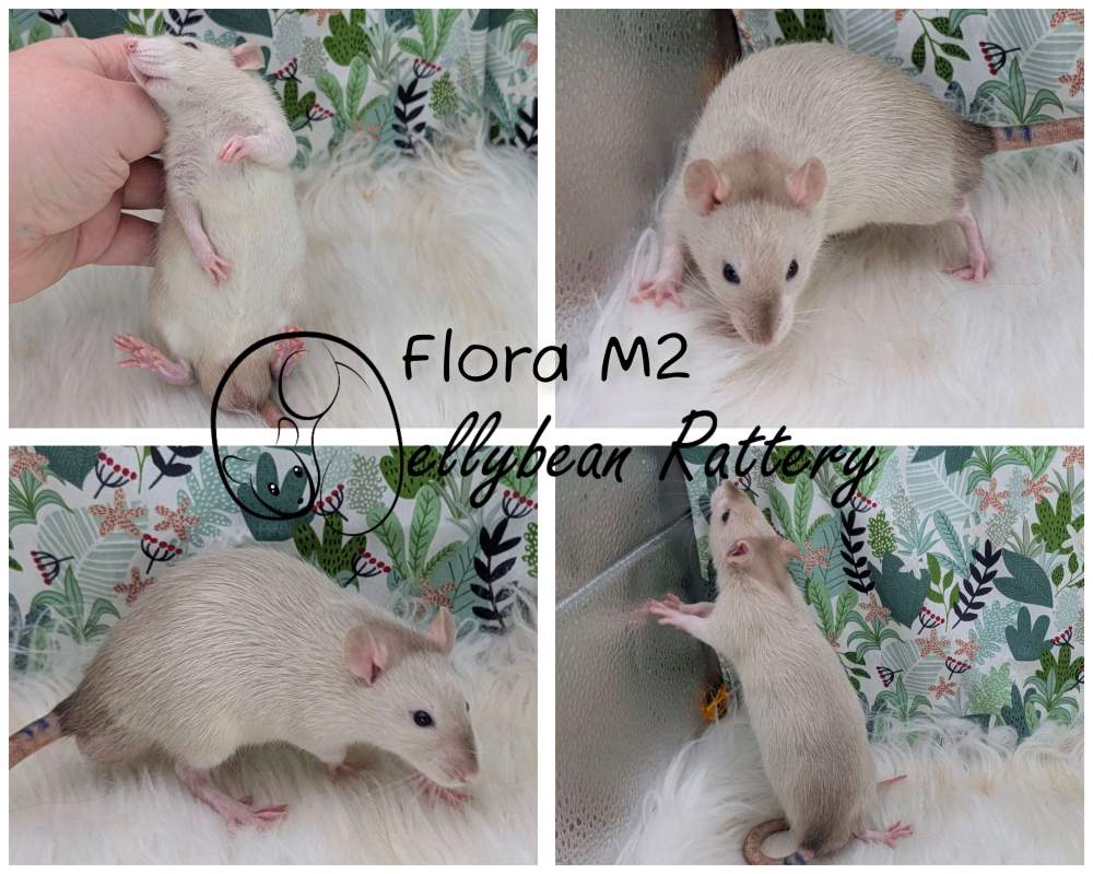 Fancy rat Pet only Rattus norvegicus 