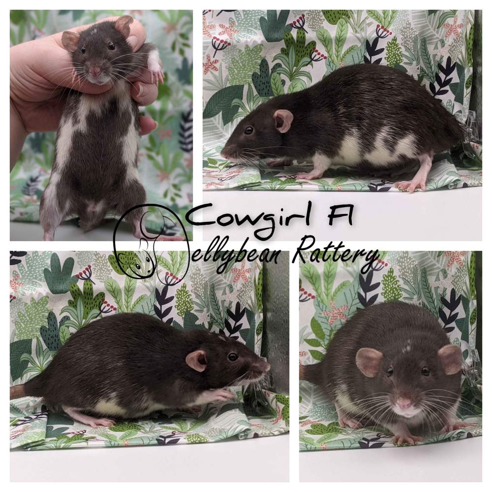 Fancy rat Pet only Rattus norvegicus 